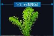 全面了解如何养护蜈蚣草（室内绿植的理想选择）