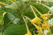 金银花怎样浇水最合适？（细节决定金银花的生长，正确浇水保持健康成长）