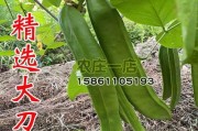 刀豆种植全攻略（时间、方法、注意事项，一网打尽）