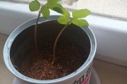 如何种植发芽种子（让你的植物生长更健康，更快速）