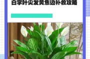 白掌移盆后叶子蔫了怎么办？（解决白掌叶子蔫萎问题的方法与技巧）