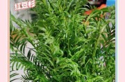 红豆杉——阳光之爱（红豆杉的生长习性及喜爱阳光的原因）