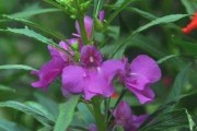 凤仙花开花时间分析（种植技巧揭秘，让凤仙花开得更美）