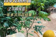 一探桂圆几年开花结果之谜（探究桂圆开花时间、产量与品质，了解桂圆栽培技巧）