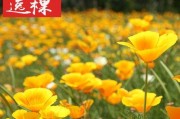 花菱草最佳播种时间（了解花菱草播种的最佳时期和方法）