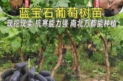 蓝宝石葡萄种植指南（适合种植的地方、）