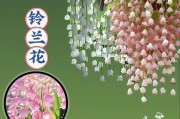 蓝铃花的花语（探秘蓝铃花的意义与象征）