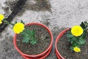 探讨菊花的植物特性与分类（以草本为主还是以木本为主？——菊花的植物学解析）