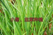 韭菜浇水秘籍（做好这些，让你的韭菜长势更旺盛）