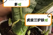 虎皮兰换盆的完美指南（如何正确给1米高的虎皮兰换盆）