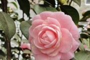茶花生长全解析（从高度、生长周期到养护技巧）