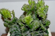 仙人掌汁液的毒性（探究仙人掌汁液的成分与危害）