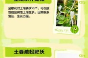 室内金银花养殖指南（打造美丽室内花园的首选之花）