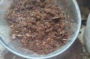 腐叶土能否种兰花？解析土壤对兰花生长的影响（探究腐叶土的优势和不足，如何适合兰花种植）