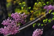 家里种丁香花风水好吗？（丁香花的风水禁忌和吉祥用途）