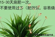 铁肥对植物的作用（探究铁肥的种类、使用方法和作用机制）