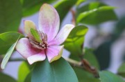 如何处理含笑花叶子变黑问题（解决含笑花叶子变黑的有效方法）