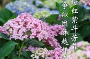 探寻无尽夏的花语与寓意（一场花的盛宴，悠长的夏日）