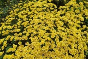 夏菊开花的季节（探秘夏菊花期及其生长习性）