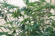 打造理想盆栽，挑选适宜的土壤材料（以凤尾竹为例，解析最佳土壤选择）