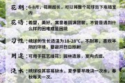 绣球花（解析绣球花的四季开花及其美丽魅力）