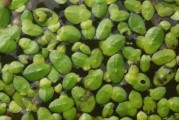 揭秘浮萍，水中的绿色宝石（探究浮萍的分类、特征和生态习性）