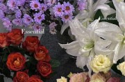 咖啡粉能否种花？——一场意外的实验（咖啡废料的用处与限制，探究咖啡粉肥料的可行性）