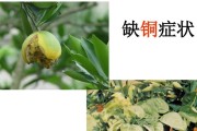 花卉病虫害防治技术与方法措施（掌握防治技巧让花卉健康成长）