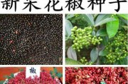 花椒种子怎么种植——从选种到收割（用最简单的方法培育高产优质花椒）