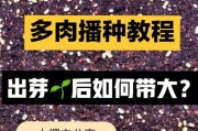 多肉植物僵苗的修复与抢救（从救助到修复，多肉植物们的新生）