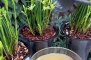 如何科学浇兰花水（掌握兰花的生长规律，科学定时定量浇水）