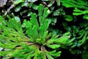 九死还魂草的神奇功效与作用（探秘九死还魂草——寻找拯救生命的奇迹草）