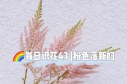 落新妇一年开几次花的生长习性（探究落新妇开花的规律及养护技巧）