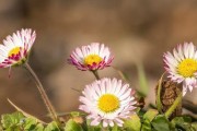 属牛人适合种什么花？（花草植物可是牛年人的福音！）