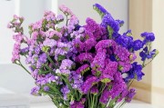 忘我花养护指南（打造美丽花坛，尽显花期繁茂）