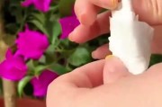 插植蟹爪兰的正确方法（以杆插蟹爪兰长气根的技巧）