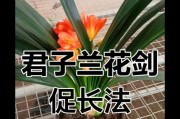 以君子兰开花后怎么处理（养护技巧与繁殖方法）