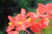 海棠花的颜色是什么？（探究海棠花的颜色特征与传说）