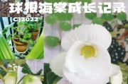球根海棠小球的栽种技巧（轻松掌握球根海棠小球的种植方法）