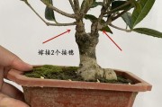 如何正确剪枝盆栽桂花？（春季剪枝最佳，让你的桂花更美）