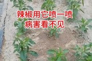 辣椒种植全攻略（一年可以种几次辣椒？种辣椒需要几个月？）