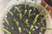 以空心菜在水中扦插的培育方法（水中种植空心菜的步骤与注意事项）