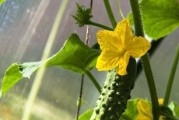 西瓜真的是单性花吗？（探讨西瓜花的性别和授粉方式）