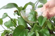 红酒浇花好不好？正确方法与注意事项！（红酒喜欢的植物、适合浇灌的季节以及如何存放过期红酒）