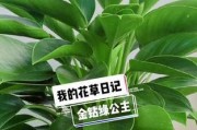 绿钻花分盆容易成活的方法（小心翼翼，让绿钻花健康成长）