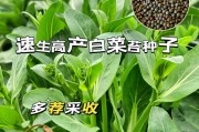 小白菜种子的种植方法（从播种到收获，完整指南）