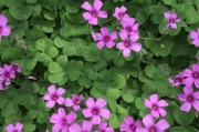 幸运草的生长技巧（从养护到繁殖，轻松打造“幸运”盆栽）