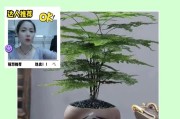文竹养发指南（打造浓密秀发，）