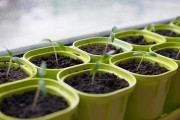 西红柿种子发芽期的探究（掌握发芽关键，提高种植效率）