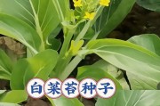 大白菜种子的种植方法（从准备土壤到收获大白菜，让你轻松学会大白菜种植）